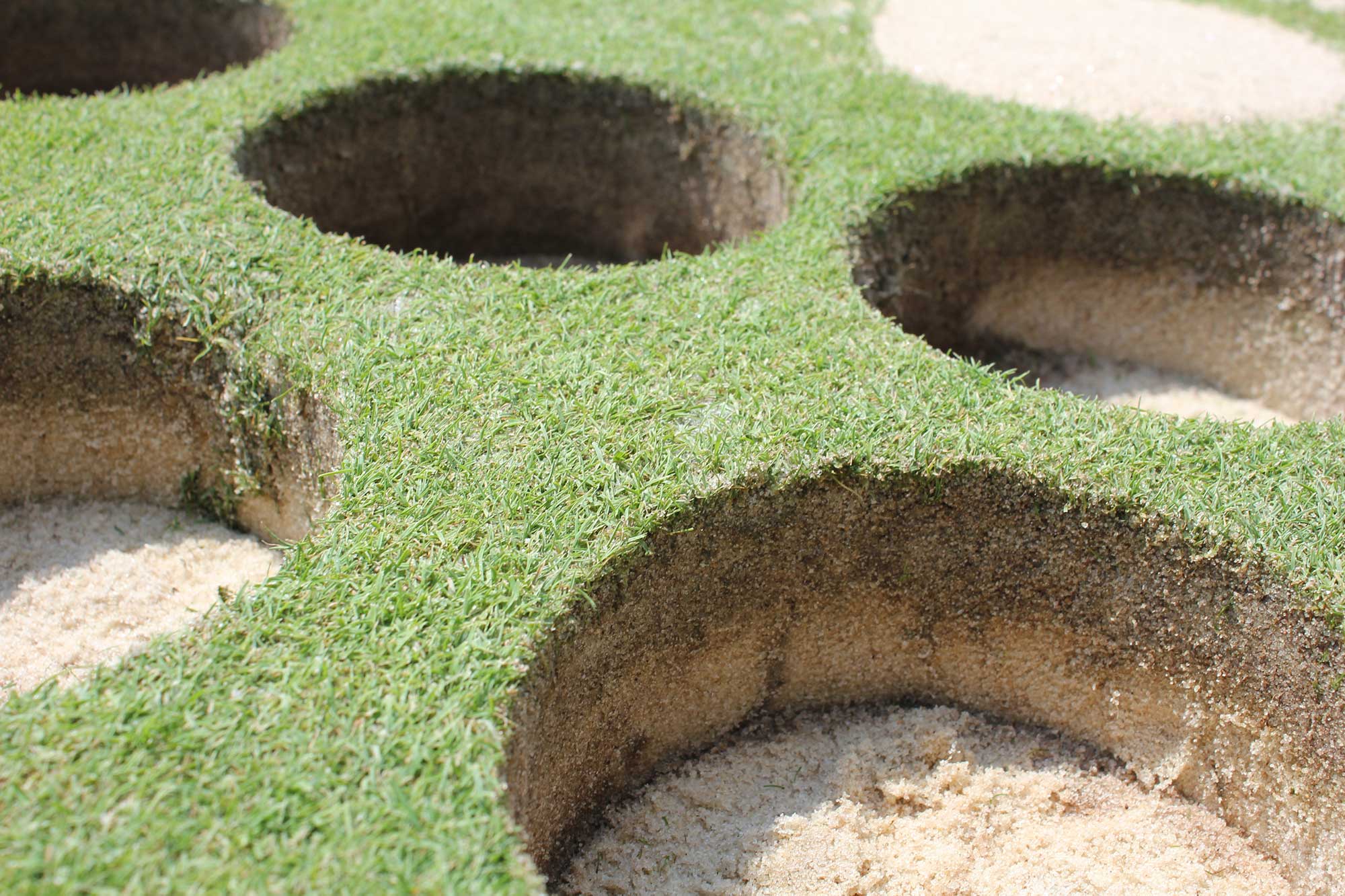 Why Does My Lawn Have Moss? - Fairway Green Inc.