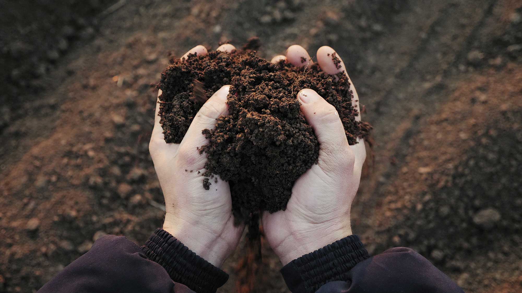 What kind of soil should I use and what's the difference between soil and  dirt? - DC Hauling